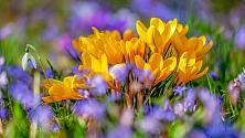 Krokus