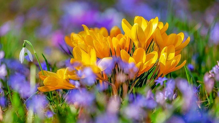 Krokus